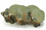 Botryoidal Prehnite and Epidote - Mali #220466-1